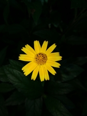 Asteraceae