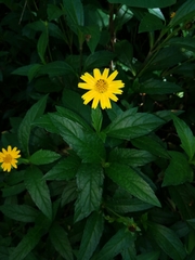 Asteraceae