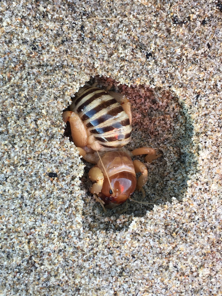 Port Conception Jerusalem Cricket