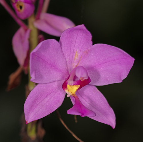 Philippine Ground Orchid