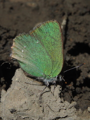 Callophrys chalybeitincta