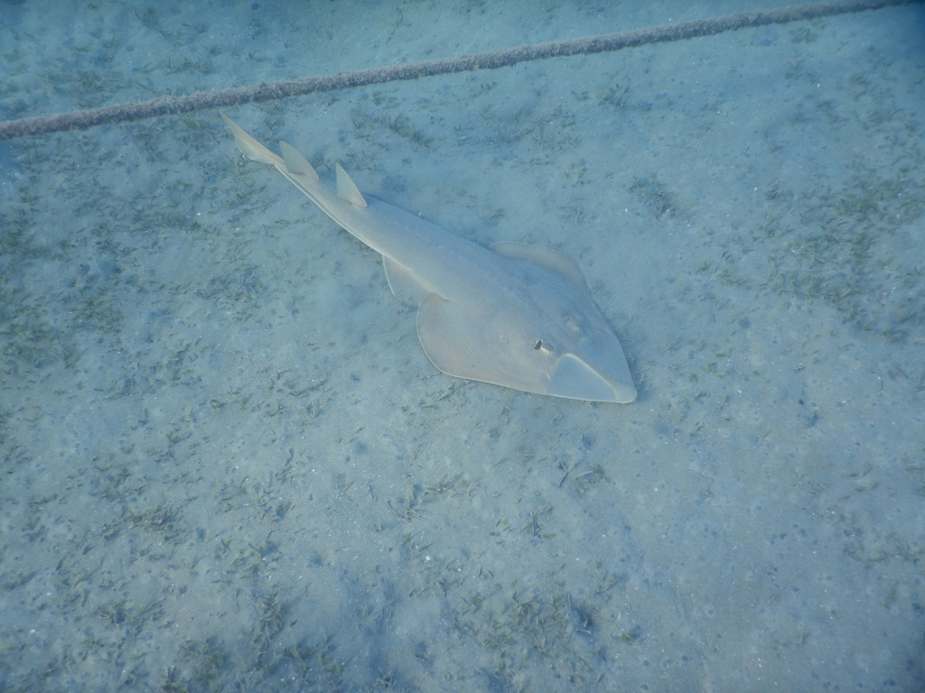 Halavi guitarfish resting on a sandy seabed in clear shallow water