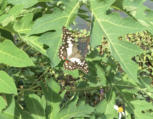 Lime Swallowtail