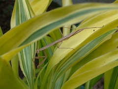 Tenodera aridifolia