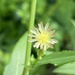 Lactuca canadensis - Photo (c) Misha Zitser, algunos derechos reservados (CC BY-NC), subido por Misha Zitser