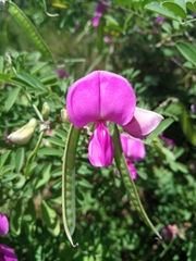 Tephrosia grandiflora