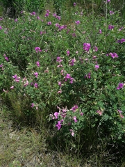 Tephrosia grandiflora