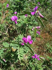 Tephrosia grandiflora