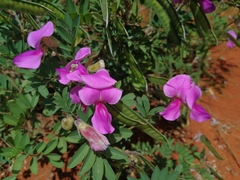 Tephrosia grandiflora