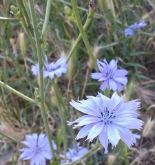 Cichorium intybus intybus