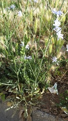 Cichorium intybus intybus