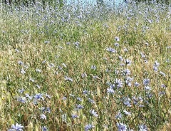 Cichorium intybus intybus