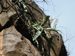 Agave vilmoriniana