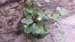 Cymbalaria muralis