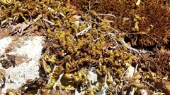 Tortella squarrosa