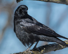 Corvus brachyrhynchos