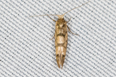 Argyresthia alternatella