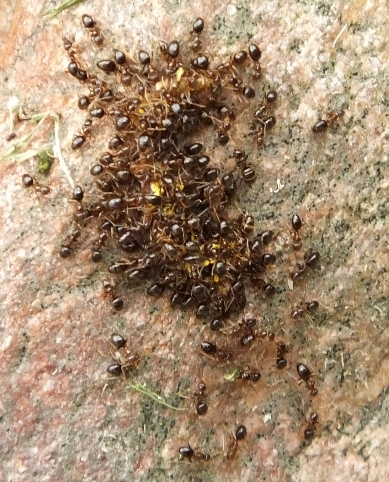 Plagiolepis puncta