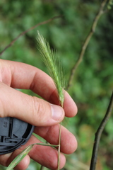 Hordeum murinum murinum