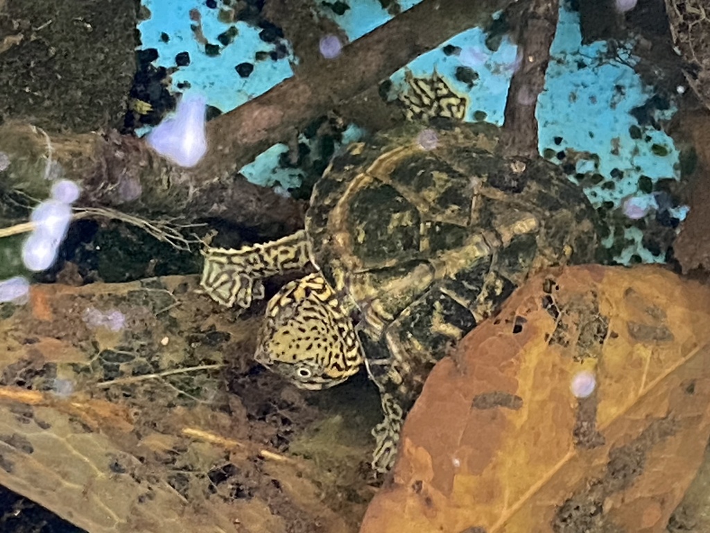 Stripe-necked Musk Turtle from Beverly Heights, Tuscaloosa, AL, US on ...