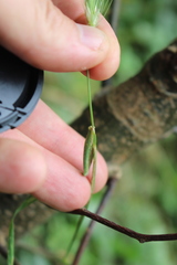 Hordeum murinum murinum