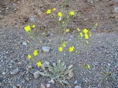 Chylismia multijuga