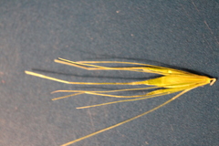 Hordeum murinum murinum