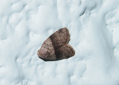 Stictane rectilinea chinesica