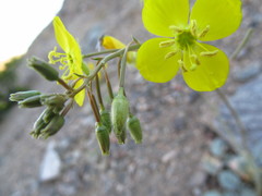 Chylismia multijuga
