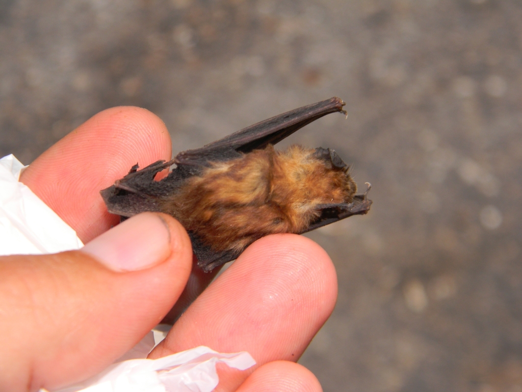 Gervais's Funnel-eared Bat