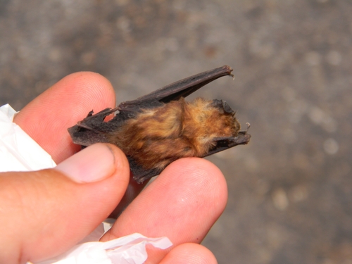 Gervais's Funnel-eared Bat