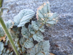 Chylismia multijuga