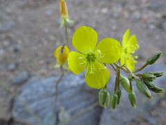 Chylismia multijuga
