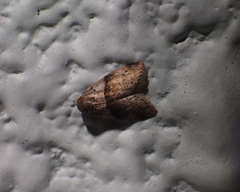 Stictane rectilinea chinesica