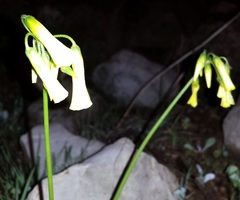 Oxalis pes-caprae