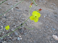 Chylismia multijuga