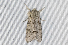 Acronicta tota