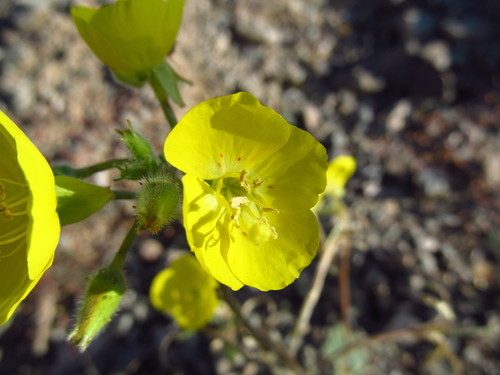Chylismia brevipes ssp. arizonica