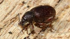 Otiorhynchus cribricollis