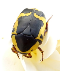Pachnoda sinuata