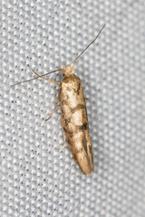 Argyresthia alternatella