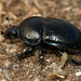 Common Dumbledore Beetle - Photo (c) Alan Melville, some rights reserved (CC BY-NC-ND), uploaded by Alan Melville