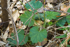 Heuchera sanguinea