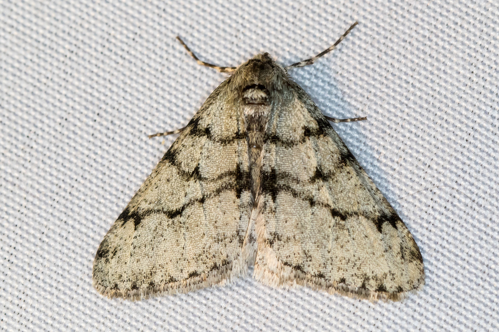 Phigalia