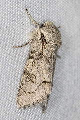 Acronicta tota