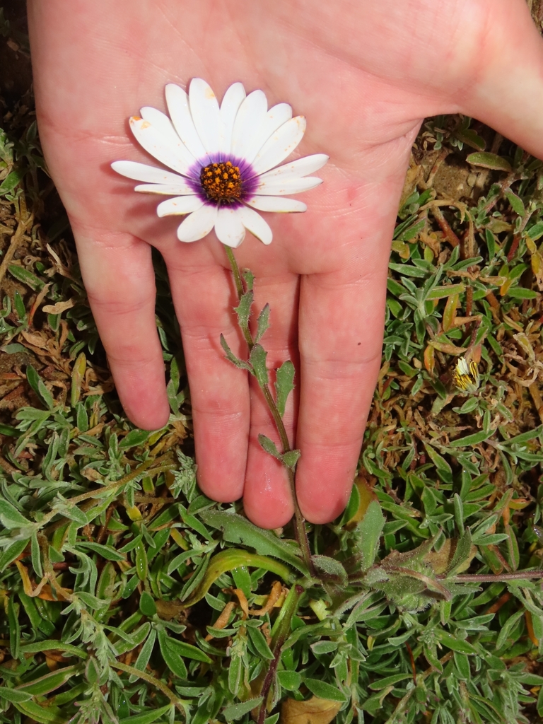 rain daisy from Pelgrimsrust, Paternoster, 7381, South Africa on August ...