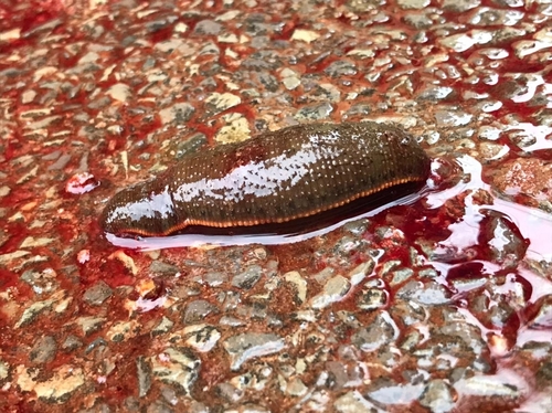 Hirudinaria manillensis observed 2023-08-14