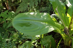 Eucomis bicolor