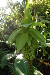 Eucomis bicolor