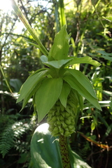 Eucomis bicolor